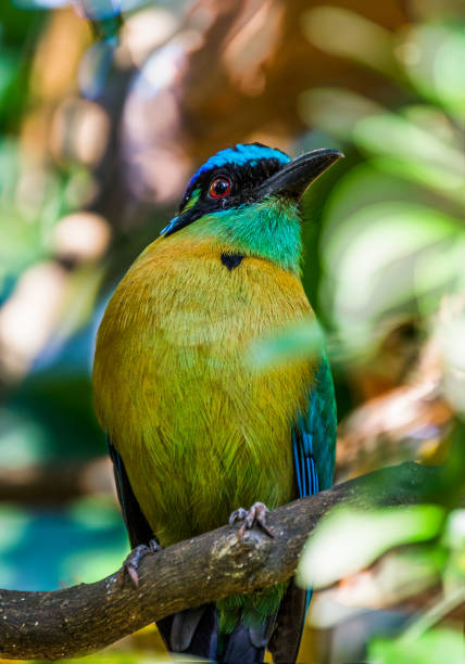 istock Turquoise-browed motmot 1034351744