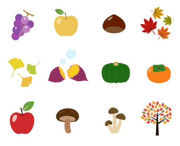 ilustraciones, imágenes clip art, dibujos animados e iconos de stock de sabor de otoño y otoño hojas de conjunto de iconos - autumn leaf white background land