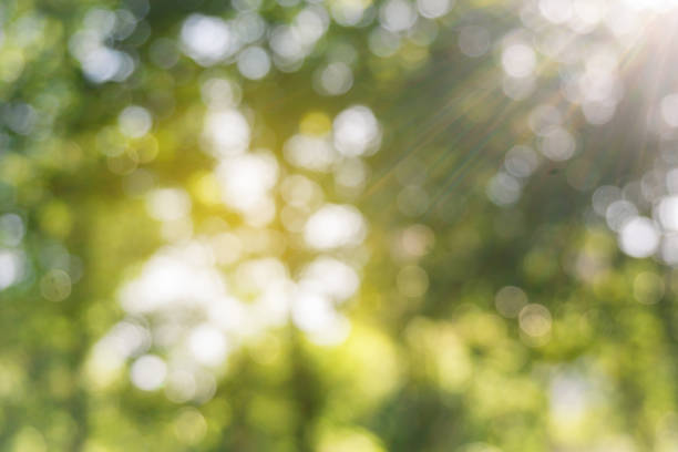 istock Defocused Green leaves in forest with sun beam ,abstract bokeh background. 1034356436
