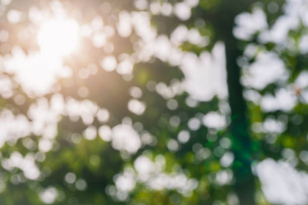 istock Defocused Green leaves in forest with sun beam ,abstract bokeh background. 1034356492