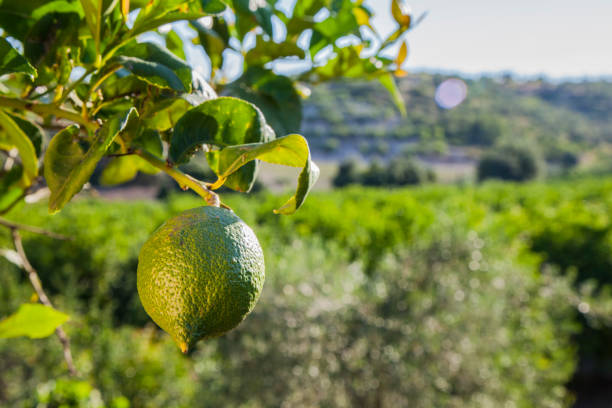 istock Sicily sweet granite ice cream and ingredients 1034356992