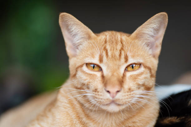 istock Close up of ginger cat face 1034362834