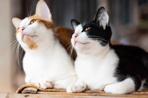 istock Two cats are sitting together on the mat 1034363086