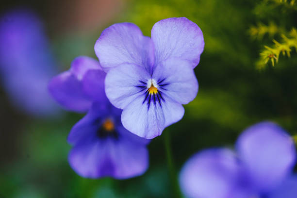 istock purple mini pansies 1034364224