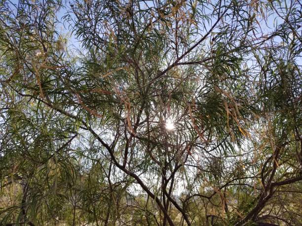 istock CHILOPSIS LINEARIS PIONEERTOWN 1034364502