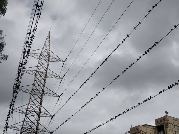 istock Birds Sitting on Power Lines 1034364682