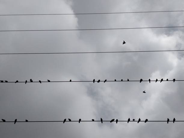istock Birds Sitting on Power Lines 1034364754