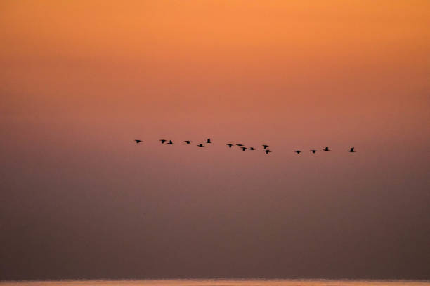 istock Silhouette of Birds in Golden Hour 1034365324