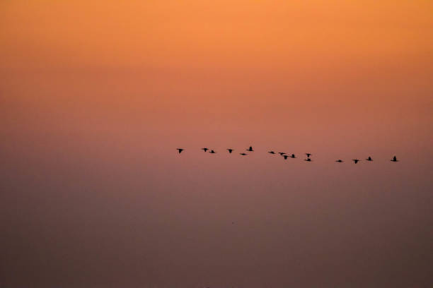 istock Silhouette of Birds in Golden Hour 1034365326