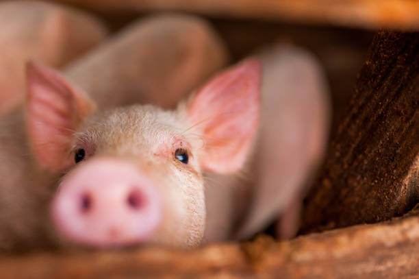 cerca de cerdo rosado lindo en madera de la granja con ojos negros mirando en cámara - cerdito fotografías e imágenes de stock