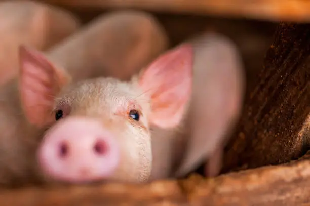 Photo of close up of cute pink pig in wooden farm with black eyes looking in camera