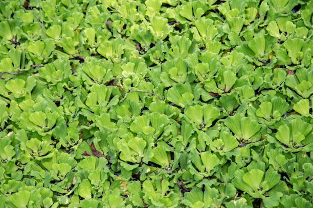 istock Green leaf duckweed in pond 1034365626