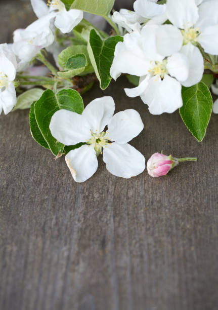 istock apple blossoms on wooden surface 1034369774