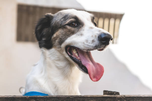istock Mixed-Breed Dog at home 1034379124