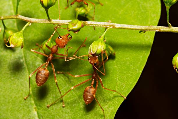 istock 2 ants harvesting food on green leaf. 1034379234