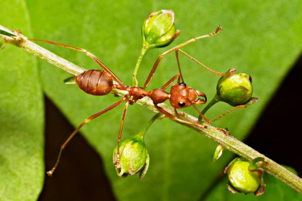 istock Ant on wildflower branch. 1034380028