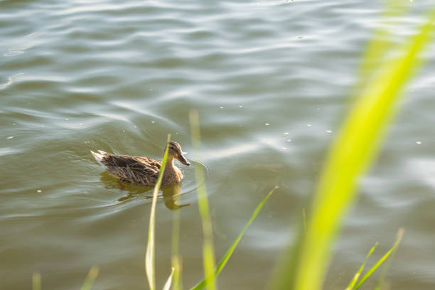 Red live duck on a fresh pond, swims and walks through its territory, pecks and mows the grass. He eats in the pond. Warm season, parks in the open air on a sunny, summer day