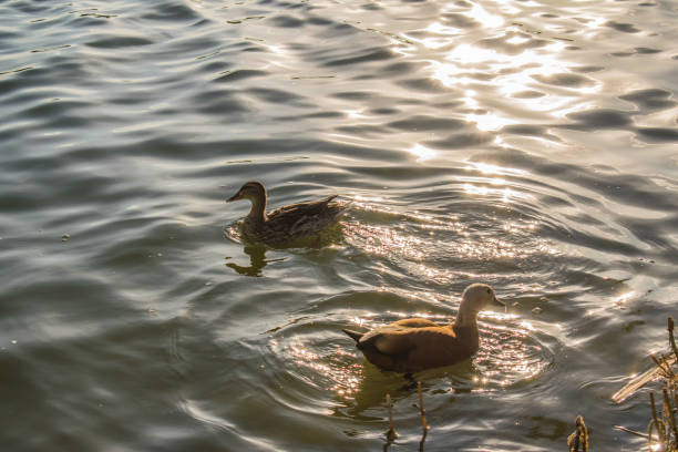 istock Red live duck on a fresh pond, swims and walks through its territory, pecks and mows the grass. He eats in the pond. Warm season, parks in the open air 1034380148