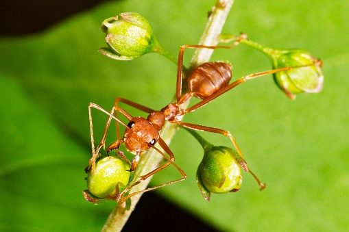 Ant looking at camera from wildflower branch.