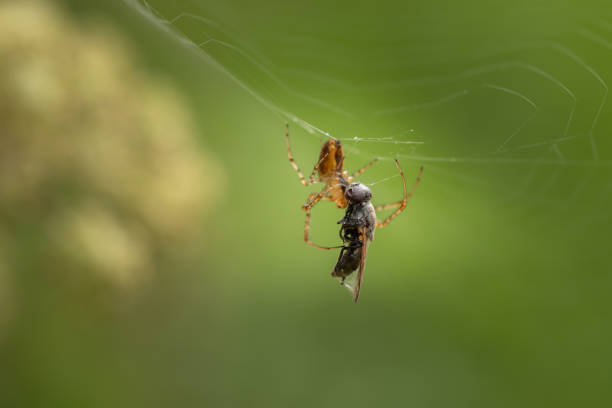 istock A spider in the net with the prey 1034383072