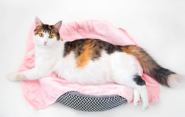gato del embarazo. gato calico embarazada con la barriga grande puesta en la tela rosa mirando a cámara. fondo blanco aislado - human nipple fotos fotografías e imágenes de stock