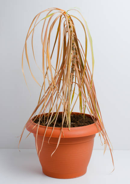 istock Dead plant in a pot. Dracaena. White background. Vertical photo 1034383552