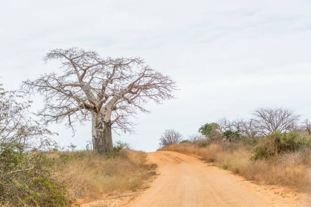 istock Typical vegetation landscape in Angola 1034383946