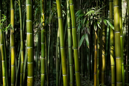 Close up of bamboo trees in woods