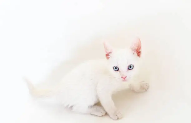White Kitten with white background