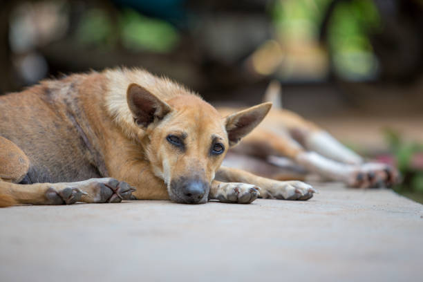 istock Traditional dog in Thailand is looking at the camera. 1034390716