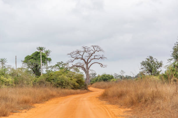 istock Typical vegetation landscape in Angola 1034390870