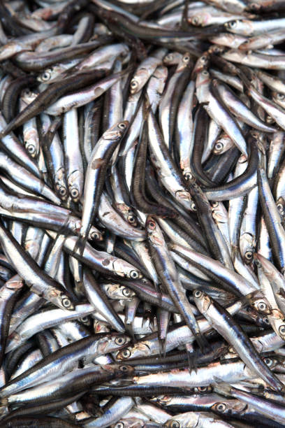 istock Anchovies 1034391066