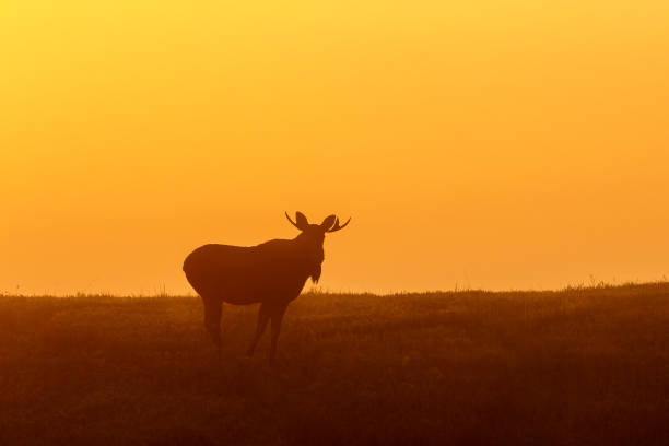 istock Predawn light with a bull moose in a meadow 1034391378