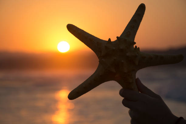 istock Silhouette of starfish on sunset background. Summer romantic background 1034391722