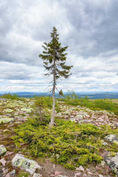 istock Old Tjikko a famous spruce tree known for the world's oldest tree 1034391922
