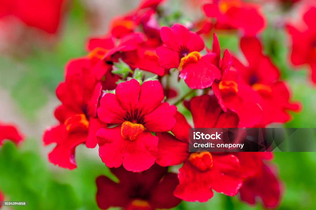Annual Nemesia Selective focus image of the Nemesia Fruticans or nemesia, a popular annual flower in the summer garden. Annual - Plant Attribute Stock Photo