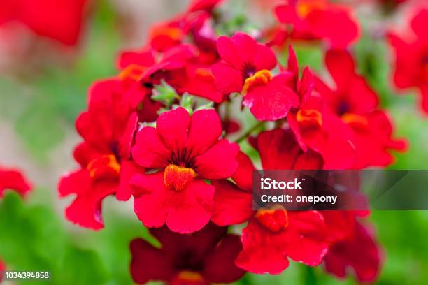 Annual Nemesia Stock Photo - Download Image Now - Annual - Plant Attribute, Blossom, Canada