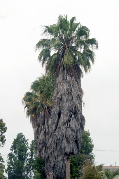 istock A view of palm trees in a white background 1034395774