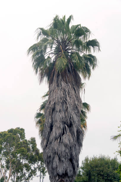 istock A view of palm trees in a white background 1034398384