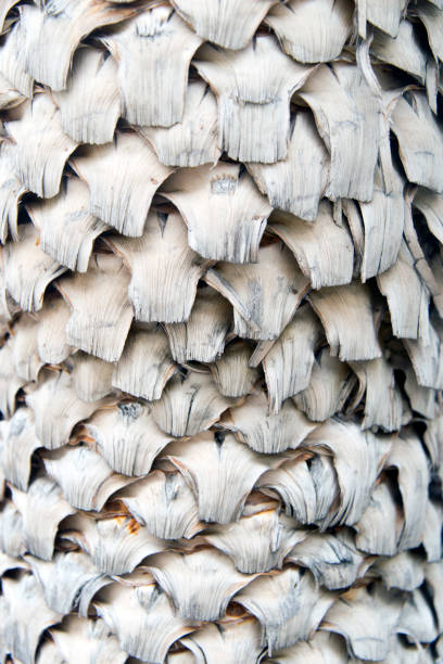 A close up view of a palm tree for backgrounds or wallpapers