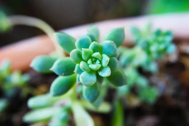 Green baby succulent Plant