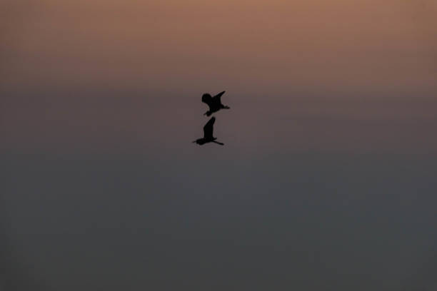 istock Silhouette of Birds in Golden Hour 1034399070