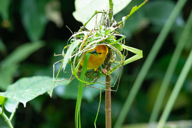 Birds Next Making Bird Making Nest Stock Photos, Pictures & Royalty-Free Images - iStock