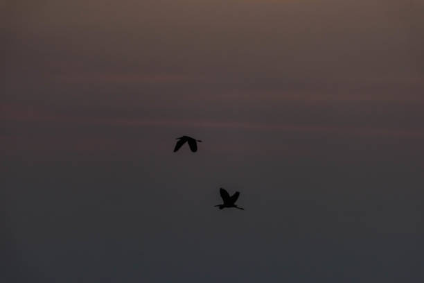 istock Silhouette of Birds in Golden Hour 1034399156