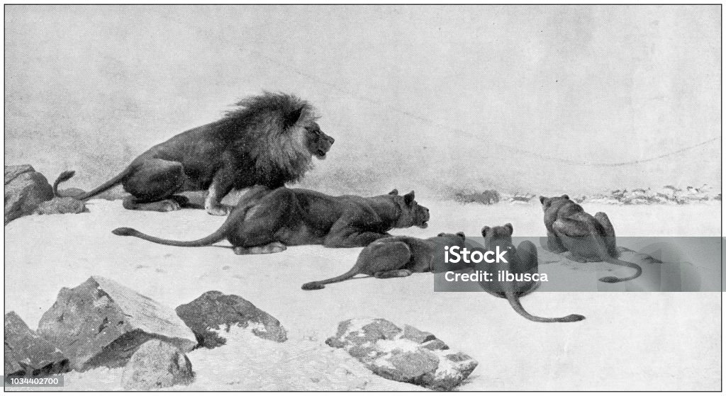 Antique painting illustration: Lions Engraved Image stock illustration