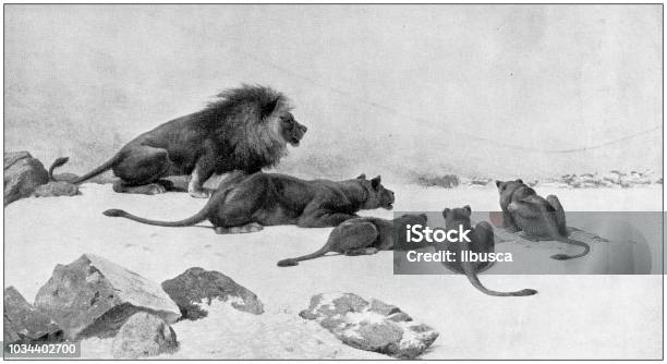 Antique Painting Illustration Lions Stock Illustration - Download Image Now - Engraved Image, Engraving, Lion - Feline