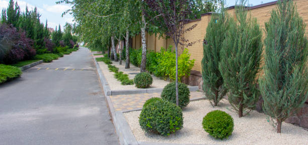 istock Modern garden design Coniferous plants in the garden 1034402848