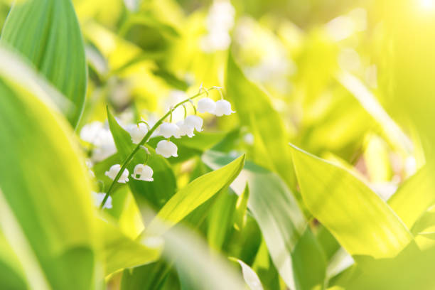 istock White flowers lily of the valley 1034402926
