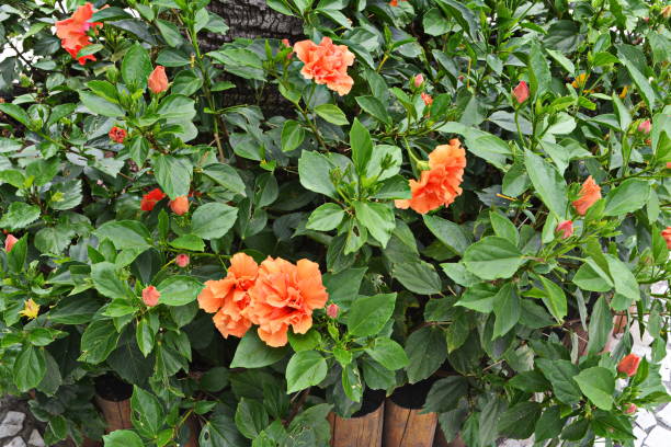 istock Beautiful hibiscus flower 1034405320