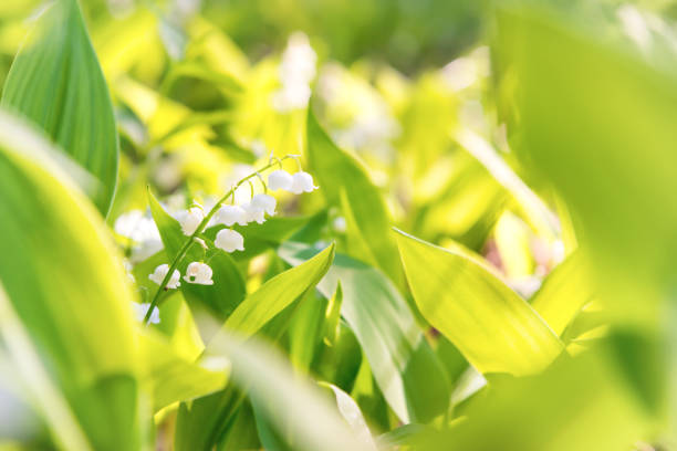 istock White flowers lily of the valley 1034405328